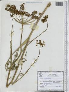 Leiotulus secacul (Mill.) Pimenov & Ostr., Зарубежная Азия (ASIA) (Иран)