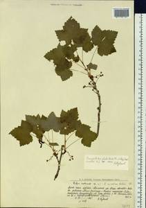 Ribes spicatum subsp. hispidulum (Jancz.) L. Hämet-Ahti, Сибирь, Западная Сибирь (S1) (Россия)