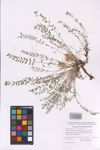 Астрагал длиннолистный Pall., Восточная Европа, Ростовская область (E12a) (Россия)