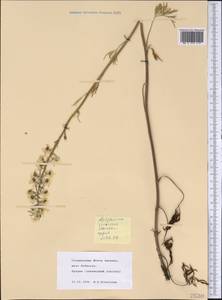 Delphinium carolinianum subsp. virescens (Nutt.) R. E. Brooks, Америка (AMER) (США)