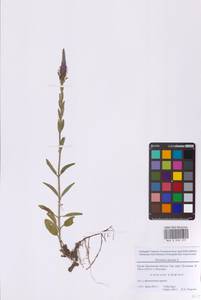 Вероника колосистая L., Восточная Европа, Московская область и Москва (E4a) (Россия)