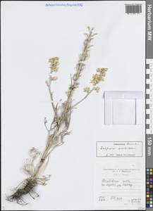 Живокость полубородатая Bien. ex Boiss., Средняя Азия и Казахстан, Западный Тянь-Шань и Каратау (M3) (Таджикистан)