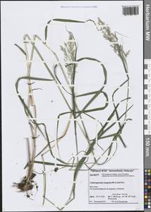 Вейник пурпурный (Trin.) Trin., Сибирь, Центральная Сибирь (S3) (Россия)