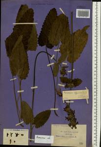 Betonica officinalis subsp. officinalis, Восточная Европа, Центральный район (E4) (Россия)