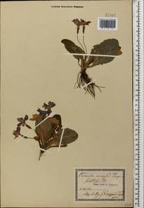 Primula vulgaris subsp. rubra (Sm.) Arcang., Кавказ, Грузия (K4) (Грузия)