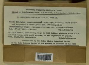 Brideliella wahlenbergii (Brid.) Fedosov, M. Stech & Ignatov, Гербарий мохообразных, Мхи - Карелия, Ленинградская и Мурманская области (B4) (Россия)