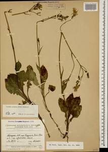 Lactuca racemosa Willd., Кавказ, Абхазия (K4a) (Абхазия)