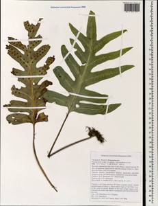 Leptochilus, Зарубежная Азия (ASIA) (Вьетнам)