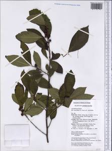 Ilex verticillata (L.) A. Gray, Америка (AMER) (США)