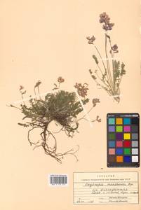 Oxytropis coerulea subsp. coerulea, Сибирь, Дальний Восток (S6) (Россия)