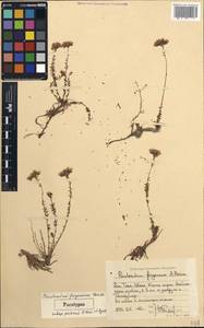 Pseudosedum ferganense subsp. parvum Kamelin & V. V. Byalt, Средняя Азия и Казахстан, Западный Тянь-Шань и Каратау (M3) (Киргизия)