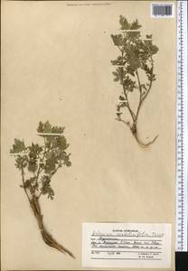 Artemisia stechmanniana Besser, Зарубежная Азия (ASIA) (Афганистан)