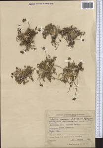 Шульция простертая Pimenov & Kljuykov, Средняя Азия и Казахстан, Северный и Центральный Тянь-Шань (M4) (Киргизия)