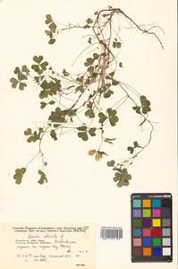 Кислица торчащая L., Сибирь, Дальний Восток (S6) (Россия)