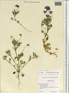 Фиалка трехцветная, Анютины глазки L., Восточная Европа, Северный район (E1) (Россия)