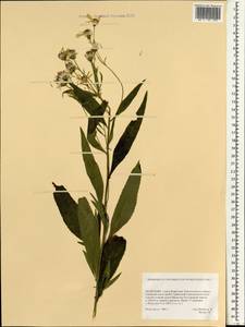 Крестовник, Монголия (MONG) (Монголия)