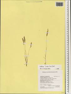 Avellinia festucoides (Link) Valdés & H.Scholz, Зарубежная Азия (ASIA) (Кипр)