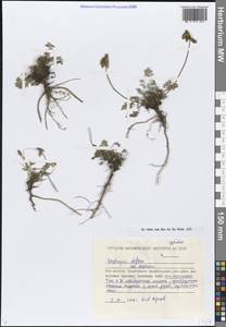 Остролодочник отклоненный  (Pall.) DC., Сибирь, Чукотка и Камчатка (S7) (Россия)