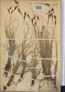 Carex haematostoma Nees, Средняя Азия и Казахстан, Памир и Памиро-Алай (M2) (Киргизия)