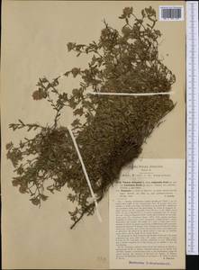 Thymus longicaulis C.Presl, Западная Европа (EUR) (Италия)