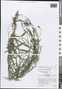 Василек синий L., Восточная Европа, Средневолжский район (E8) (Россия)