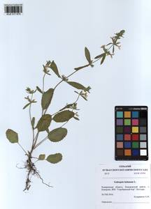 Пикульник ладанниковый L., Сибирь, Алтай и Саяны (S2) (Россия)