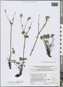 Водосбор зеленоцветковый Pall., Сибирь, Алтай и Саяны (S2) (Россия)