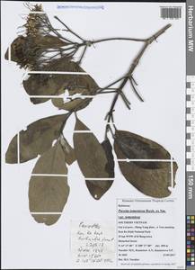 Pavetta tomentosa Roxb. ex Sm., Зарубежная Азия (ASIA) (Вьетнам)