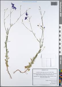 Delphinium consolida subsp. divaricatum (Ledeb.) A. Nyár., Кавказ, Краснодарский край и Адыгея (K1a) (Россия)