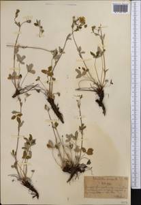 Лапчатка белоснежная, Лапчатка снежная L., Средняя Азия и Казахстан, Северный и Центральный Тянь-Шань (M4) (Казахстан)