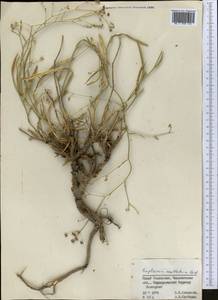 Володушка высокая M.Bieb., Средняя Азия и Казахстан, Западный Тянь-Шань и Каратау (M3) (Казахстан)