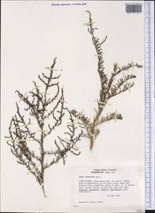 Suaeda nigra (Raf.) J. F. Macbr., Америка (AMER) (США)