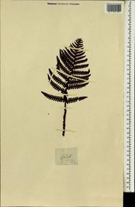 Polypodiopsida, Африка (AFR) (Острова Святой Елены, Вознесения и Тристан-да-Кунья)