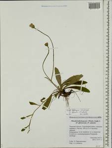 Pilosella acutifolia subsp. acutifolia, Восточная Европа, Северо-Западный район (E2) (Россия)