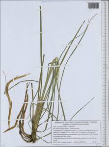 Осока носатая Stokes, Восточная Европа, Белоруссия (E3a) (Белоруссия)