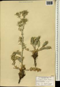 Синеголовник Бунге Boiss., Зарубежная Азия (ASIA) (Иран)