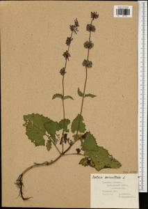 Шалфей мутовчатый L., Восточная Европа, Центральный район (E4) (Россия)