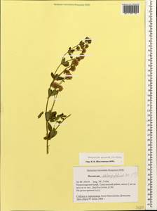 Lotus graecus L., Кавказ, Черноморское побережье (от Новороссийска до Адлера) (K3) (Россия)