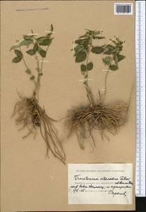 Vincetoxicum fuscatum subsp. fuscatum, Средняя Азия и Казахстан, Прикаспийский Устюрт и Северное Приаралье (M8) (Казахстан)