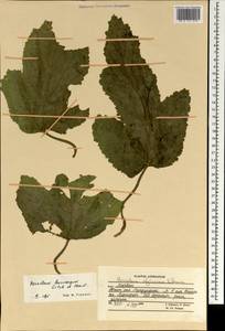 Tetrataenium leucocarpum (Aitch. & Hemsl.) Manden., Зарубежная Азия (ASIA) (Афганистан)