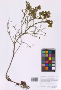 Черника обыкновенная L., Восточная Европа, Московская область и Москва (E4a) (Россия)