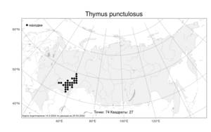 Thymus punctulosus, Чабрец точечный Klokov, Атлас флоры России (FLORUS) (Россия)