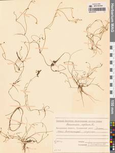 Лютик распростертый, Лютик стелющийся L., Сибирь, Чукотка и Камчатка (S7) (Россия)