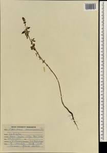 Ocimum americanum L., Зарубежная Азия (ASIA) (Индия)