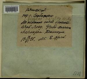 Pleurozium schreberi (Willd. ex Brid.) Mitt., Гербарий мохообразных, Мхи - Пермский край, Удмуртия, Свердловская и Кировская области (B8) (Россия)