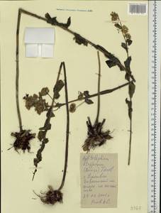 Hylotelephium maximum subsp. ruprechtii (Jalas) Dostál, Восточная Европа, Средневолжский район (E8) (Россия)
