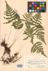 Фегоптерис связывающий, Буковник обыкновенный (Michx.) Watt, Сибирь, Чукотка и Камчатка (S7) (Россия)