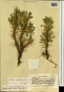 Astragalus verus Olivier, Зарубежная Азия (ASIA) (Афганистан)