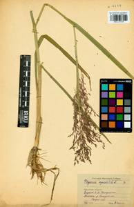 Манник литовский (Gorski) Gorski, Сибирь, Прибайкалье и Забайкалье (S4) (Россия)