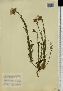 Лен жестковолосистый L., Восточная Европа, Центральный лесостепной район (E6) (Россия)